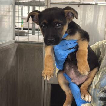 German Shepherd Dog Dogs Available for Adoption in Los Angeles, California - Newton A2262403 | PetCurious