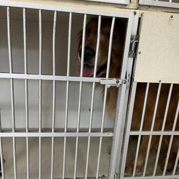 Tucker -  Golden Retriever Dog for Adoption in Northbrook, Illinois - Tucker | PetCurious