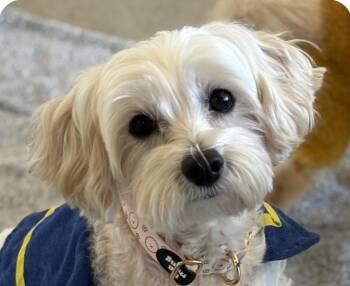 Maltese Dogs Available for Adoption - Pico | PetCurious