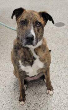 Sylvie -  Mixed Breed Dog for Adoption in Kansas City, Missouri - Sylvie | PetCurious