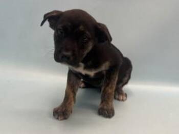 Goldy -  German Shepherd Dog and Mixed Breed Dog for Adoption in Golden Valley, Minnesota - Goldy | PetCurious