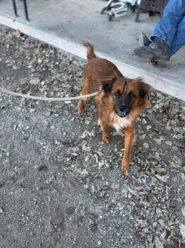 Rat Terrier Dogs Available for Adoption - Bruno | PetCurious