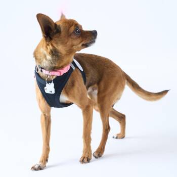 Harvest 14154 -  Chihuahua Dog for Adoption in San Francisco, California - Harvest 14154 | PetCurious