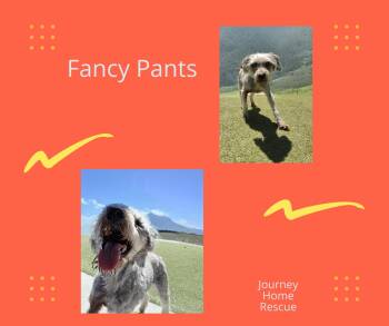 Fancy Pants -  Schnauzer Dog for Adoption in East Wenatchee, Washington - Fancy Pants | PetCurious