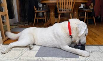 Akbash Dogs Available for Adoption - Lilly  | PetCurious