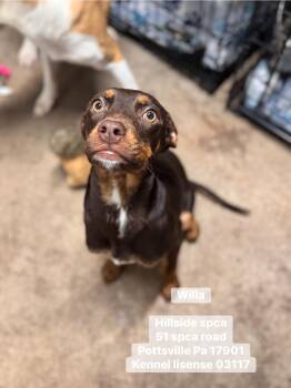 Hound Dogs Available for Adoption in Pottsville, Pennsylvania - Willa | PetCurious