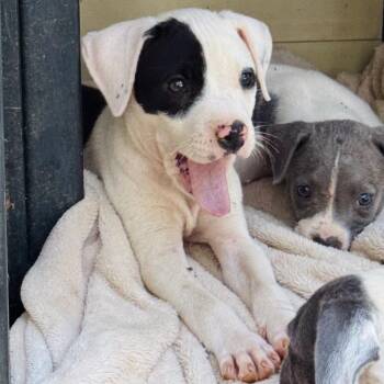 Derby -  Pit Bull Terrier Dog for Adoption in Rocky Mount, Virginia - Derby | PetCurious