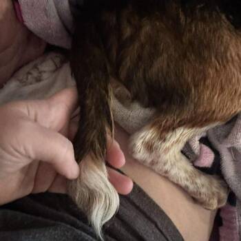 Beagle Dogs Available for Adoption - Ben | PetCurious