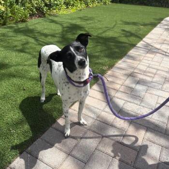 Rat Terrier Dogs Available for Adoption in Loxahatchee Groves, Florida - Miley 6955 | PetCurious