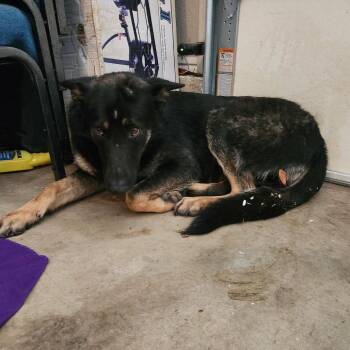 German Shepherd Dog Dogs Available for Adoption in Hackett, Arkansas - Juniper Lynn | PetCurious