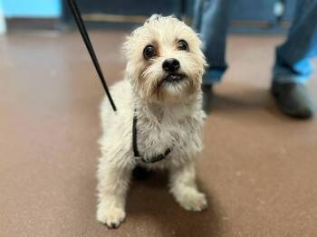 Griffon -  Schnauzer and Havanese Dog for Adoption in Port Jervis, New York - Griffon | PetCurious