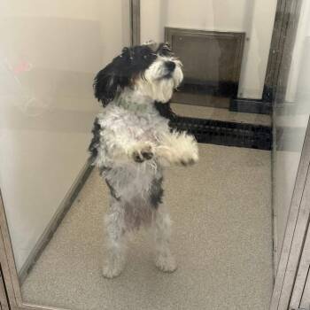 Capri -  Maltese and Poodle Dog for Adoption in Allen, Texas - Capri | PetCurious