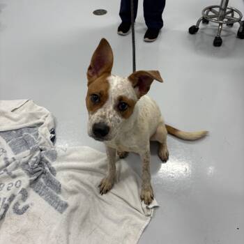 Arwen -  Cattle Dog Dog for Adoption in Bourbonnais, Illinois - Arwen | PetCurious