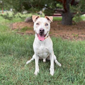 Mateus***ADOPTION PENDING*** -  Pit Bull Terrier and Husky Dog for Adoption in Fargo, North Dakota - Mateus***ADOPTION PENDING*** | PetCurious