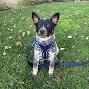 Cattle Dog Dogs Available for Adoption in Los Angeles, California - Sherlock | PetCurious