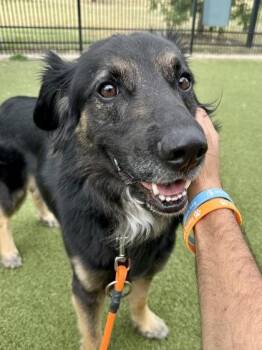 Duke -  Mixed Breed Dog for Adoption in Wichita, Kansas - Duke | PetCurious