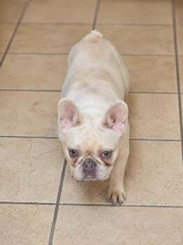 Carmella -  French Bulldog Dog for Adoption in Cochran, Georgia - Carmella | PetCurious