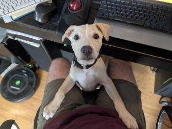 Rescue Labrador Retriever and Terrier Dogs for Adoption in Sunnyvale, California - Mack | PetCurious