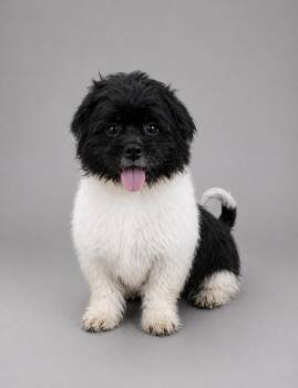 Shih Tzu Dogs Available for Adoption in Klein, Texas - Oreo | PetCurious