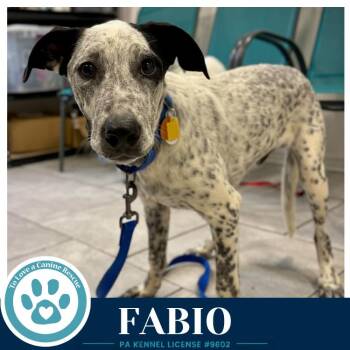 Fabio (Speckled Six) 091226 -  Cattle Dog Dog for Adoption in Kimberton, Pennsylvania - Fabio (Speckled Six) 091226 | PetCurious