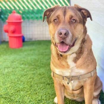 Cloe -  Shepherd Dog for Adoption in San Diego, California - Cloe | PetCurious