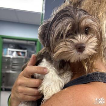 Trouble -  Shih Tzu Dog for Adoption in Washington, District Of Columbia - Trouble | PetCurious