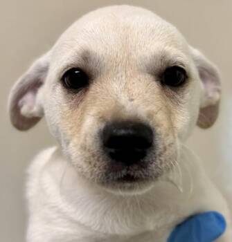 September -  Terrier Dog for Adoption in Walnut Creek, California - September | PetCurious