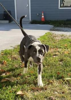 Gobstopper -  Mixed Breed Dog for Adoption in Terre Haute, Indiana - Gobstopper | PetCurious