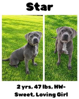 Star -  American Bulldog and Staffordshire Bull Terrier Dog for Adoption in Albany, Georgia - Star | PetCurious