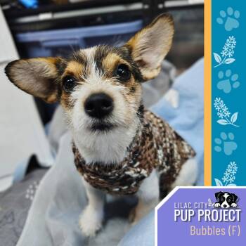 Bubbles -  Jack Russell Terrier and Chihuahua Dog for Adoption in Spokane, Washington - Bubbles | PetCurious