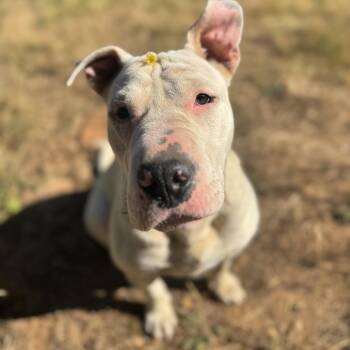 Cass -  Shar Pei and Bull Terrier Dog for Adoption in Portland, Oregon - Cass | PetCurious