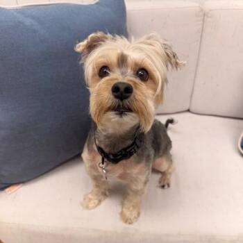 Yorkshire Terrier Dogs Available for Adoption in Chesapeake, Virginia - Gomez | PetCurious