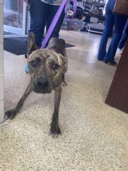 Rescue Mixed Breed Dogs for Adoption in Houston, Texas - Albatross | PetCurious