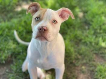 Pit Bull Terrier and Mixed Breed Dogs Available for Adoption in Tulsa, Oklahoma - GARDEN | PetCurious