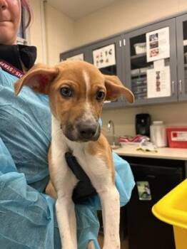 Luke Skywalker -  Mixed Breed Dog for Adoption in Wichita, Kansas - Luke Skywalker | PetCurious