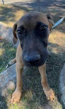 Tuck -  Hound Dog for Adoption in Tarrytown, Georgia - Tuck | PetCurious
