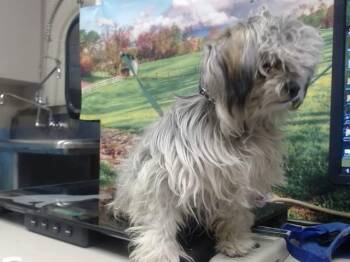 SLIPPERS -  Maltese and Mixed Breed Dog for Adoption in Moreno Valley, California - SLIPPERS | PetCurious