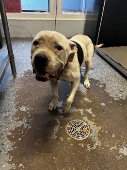 Flouncy -  Pit Bull Terrier Dog for Adoption in Mobile, Alabama - Flouncy | PetCurious