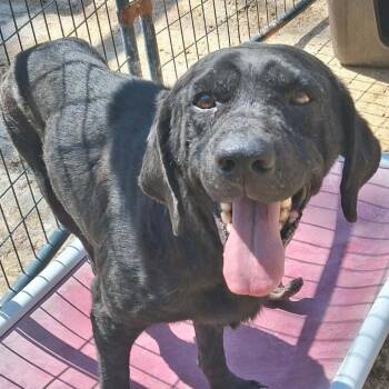 Black Labrador Retriever and Mixed Breed Dogs Available for Adoption in Chicago, Illinois - Clovis | PetCurious