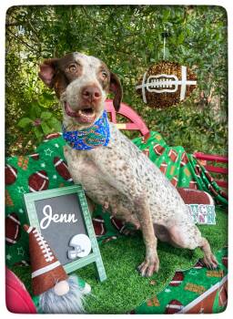 Jenn -  German Shorthaired Pointer Dog for Adoption in Sebring, Florida - Jenn | PetCurious