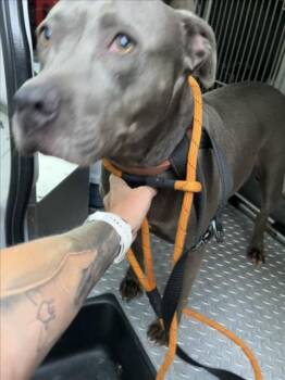 SKY -  Pit Bull Terrier and Mixed Breed Dog for Adoption in Derwood, Maryland - SKY | PetCurious