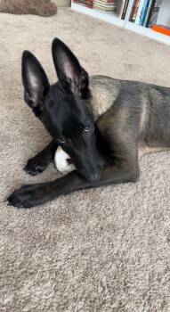 Mak - Located in North Carolina -  Belgian Shepherd Malinois Dog for Adoption in Imlay City, Michigan - Mak - Located In North Carolina | PetCurious