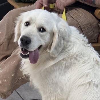 Golden Retriever Dogs Available for Adoption - Ben | PetCurious