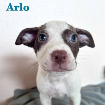 Rescue American Staffordshire Terrier Dogs for Adoption in Spring, Texas - Arlo | PetCurious