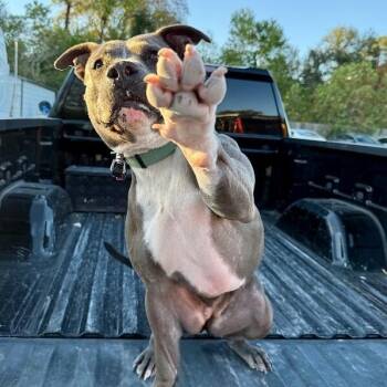 American Staffordshire Terrier and Pit Bull Terrier Dogs Available for Adoption - Maribella Made To Love Full Of Fun | PetCurious