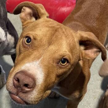 Stefan -  Terrier Dog for Adoption in Abilene, Texas - Stefan | PetCurious