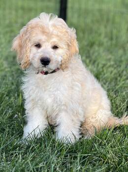 Puppy Nessa -  Cavachon Dog for Adoption in Fort Wayne, Indiana - Puppy Nessa | PetCurious