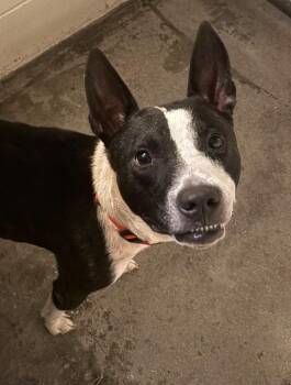 Diesel -  Mixed Breed Dog for Adoption in Ocala, Florida - Diesel | PetCurious