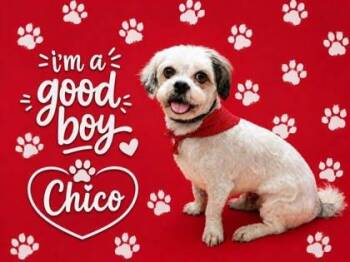 Chico -  Lhasa Apso Dog for Adoption in Oak Creek, Wisconsin - Chico | PetCurious