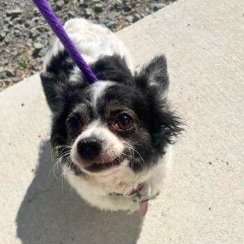 Chihuahua Dogs Available for Adoption in Manassas, Virginia - Cozette (ID 51266/1408) | PetCurious
